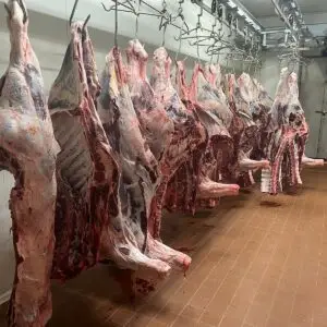 Young Bull Carcass 150kg-200kg